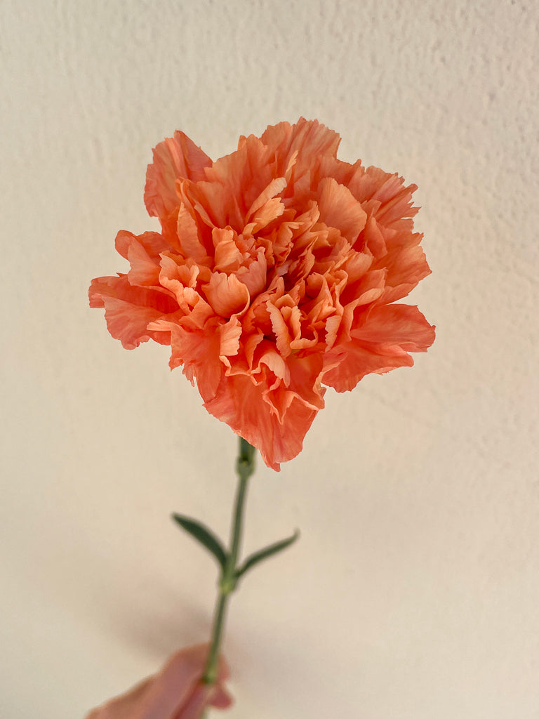 Bunch of 10 Carnations Orange