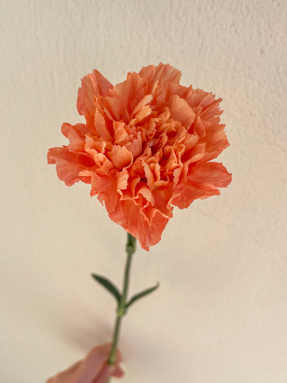 Bunch of 10 Carnations Orange