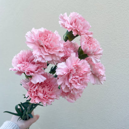 باقة من 10 القرنفل