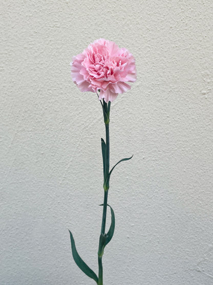 باقة من 10 القرنفل