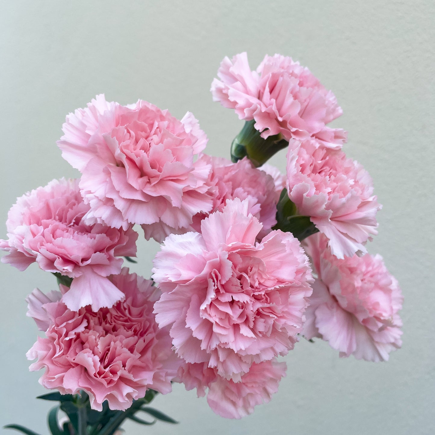 باقة من 10 القرنفل