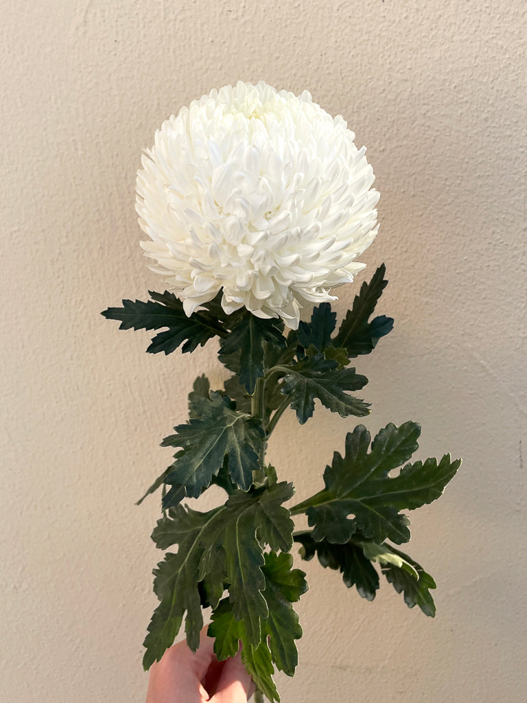 Bunch of 5 Chrysanthemum White