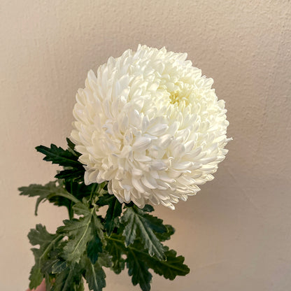 Bunch of 5 Chrysanthemum White