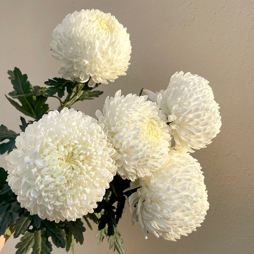 Bunch of 5 Chrysanthemum White