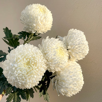 Bunch of 5 Chrysanthemum White