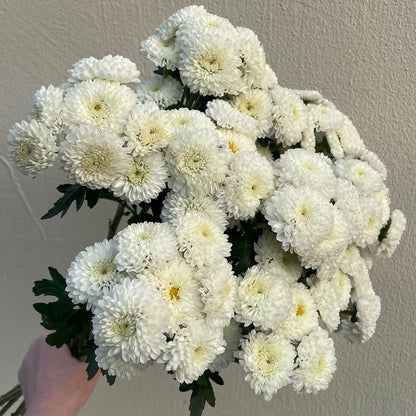 Bunch of 10 White Spray Button Chrysanthemums