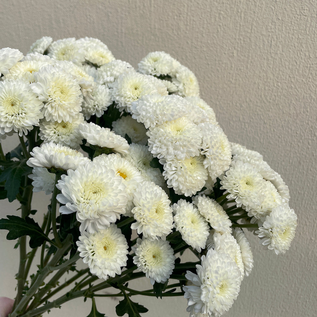 Bunch of 10 White Spray Button Chrysanthemums