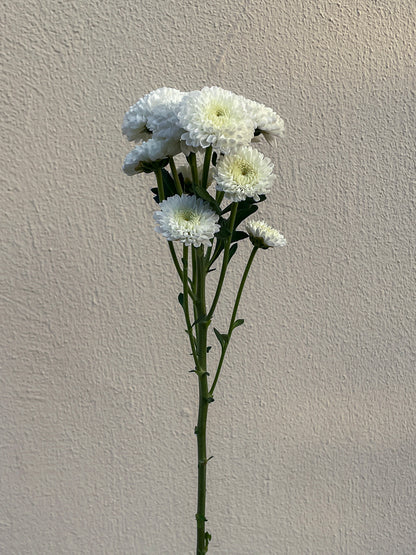 Bunch of 10 White Spray Button Chrysanthemums