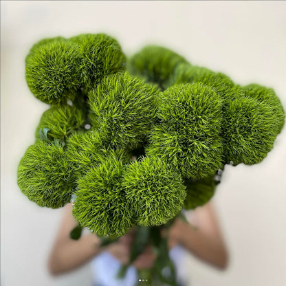 Bunch of 10 Dianthus Kiwi Mellow