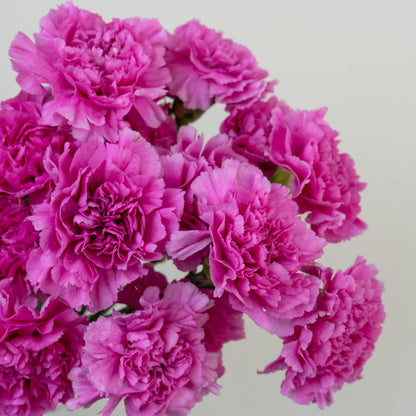 Bunch of 10 Pink Carnations