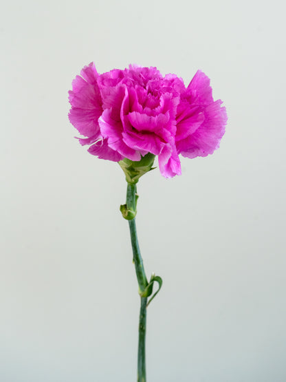 Bunch of 10 Pink Carnations