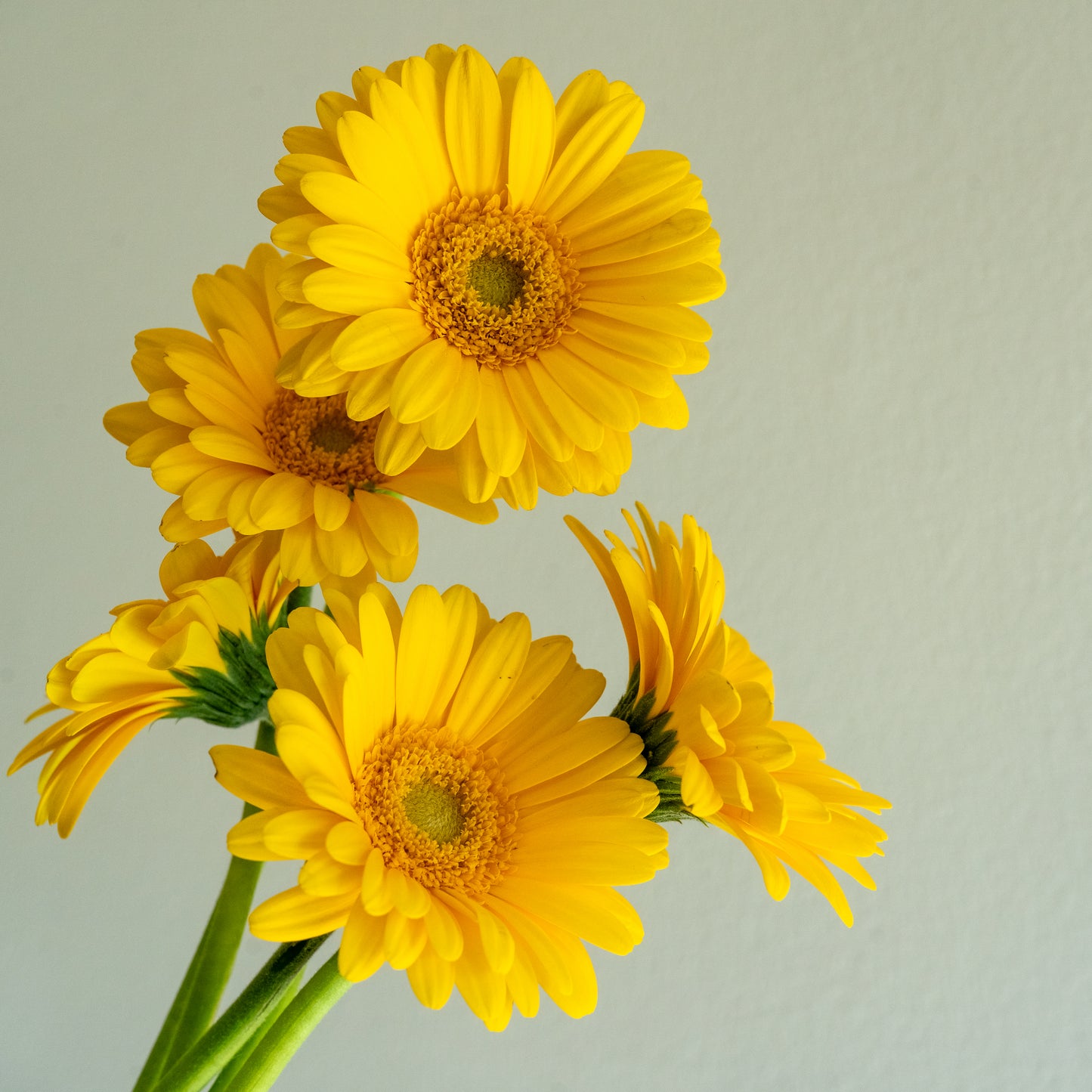 Bunch of 10 Germini Yellow