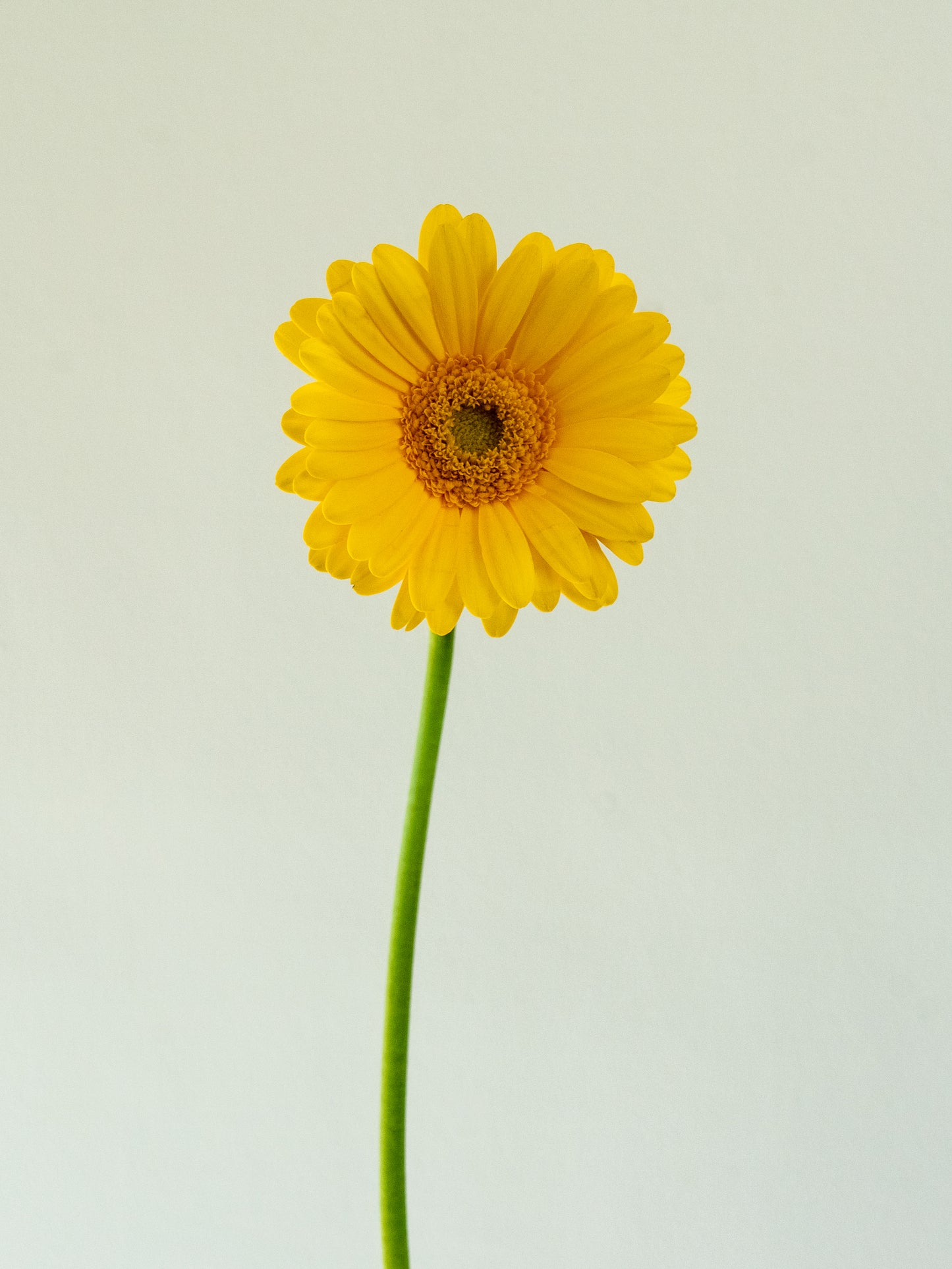 Bunch of 10 Germini Yellow