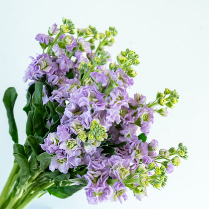 Bunch of 10 Lavendar Matthiola