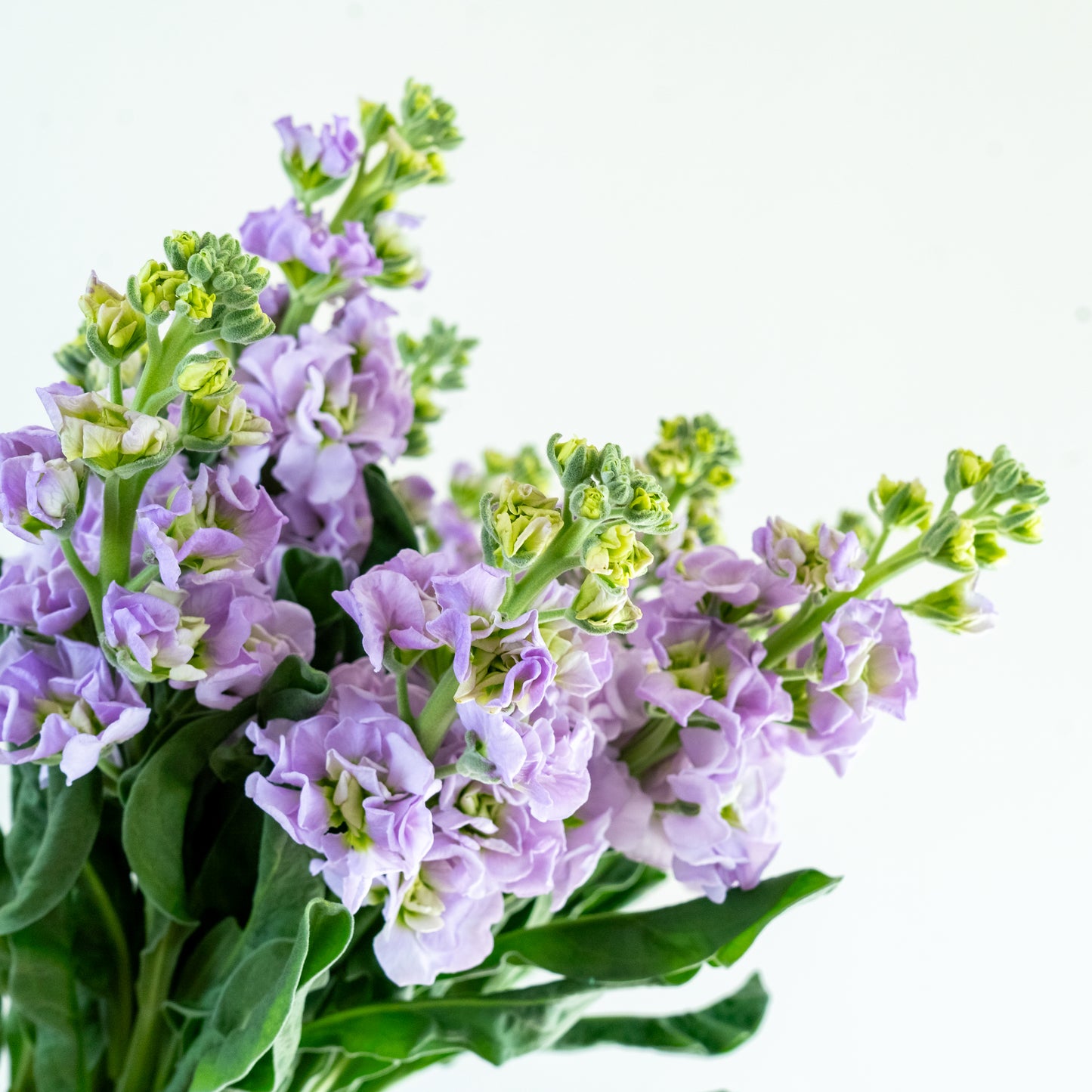 Bunch of 10 Lavendar Matthiola