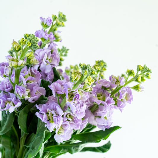 Bunch of 10 Lavendar Matthiola