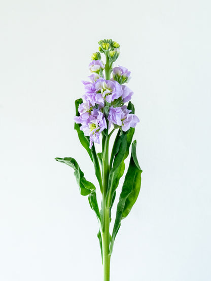 Bunch of 10 Lavendar Matthiola