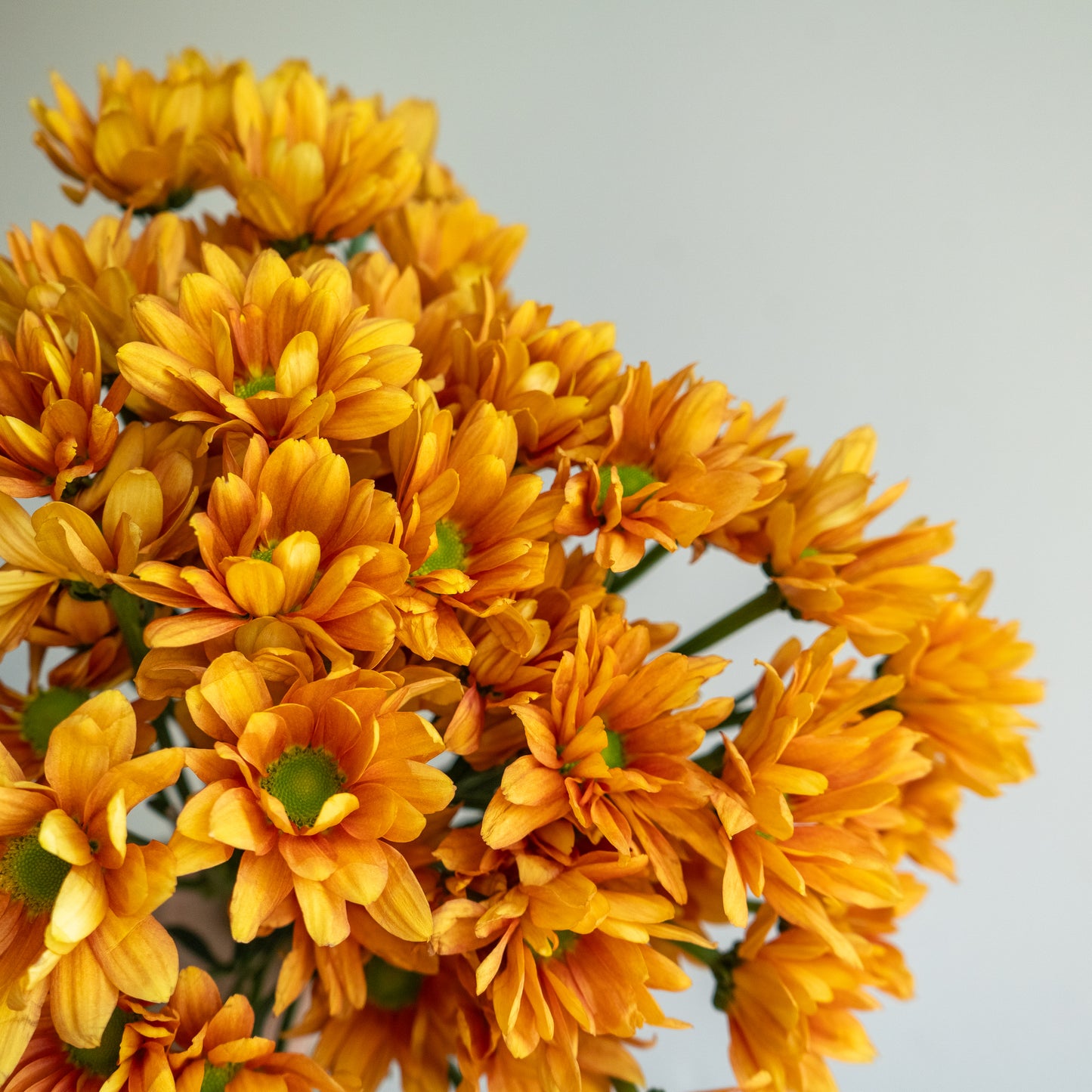 Bunch of 10 Orange Spray Chrysanthemums