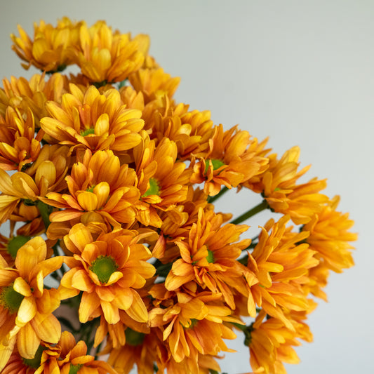 Bunch of 10 Orange Spray Chrysanthemums