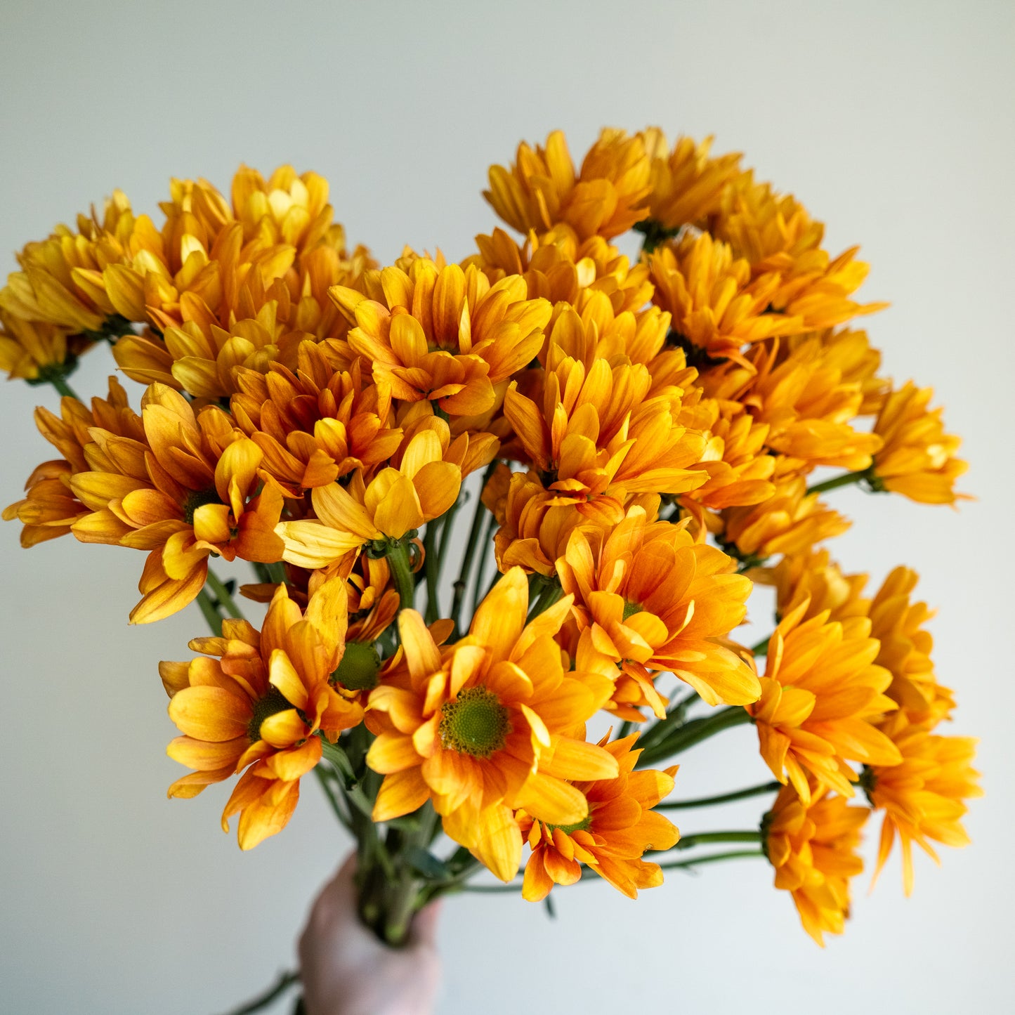 Bunch of 10 Orange Spray Chrysanthemums
