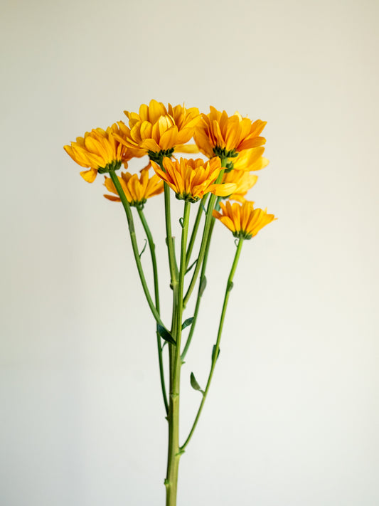 Bunch of 10 Orange Spray Chrysanthemums