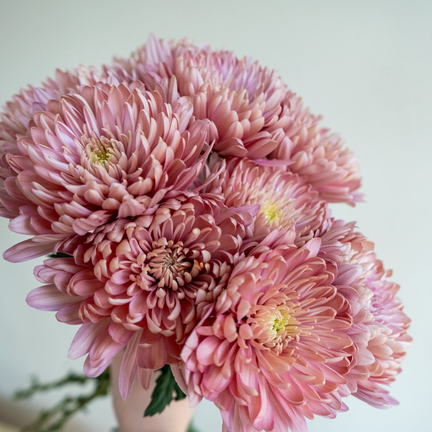 Bunch of 10 Pink Chrysanthemums