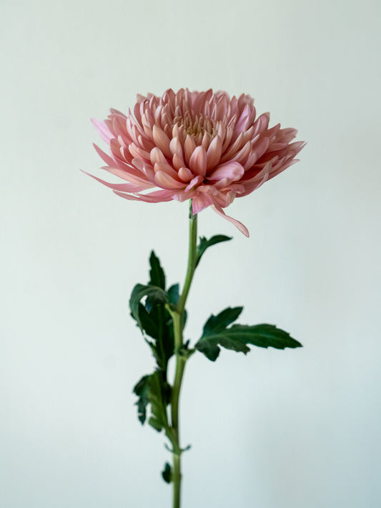 Bunch of 10 Pink Chrysanthemums