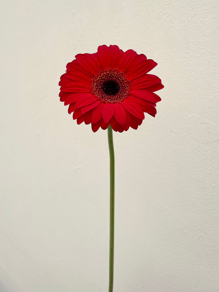 Bunch of 5 Red Gerbera