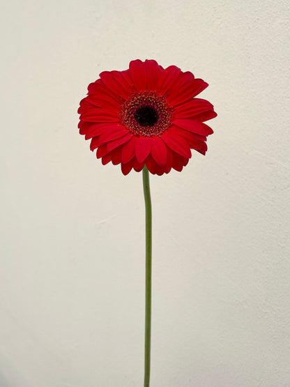 Bunch of 5 Red Gerbera