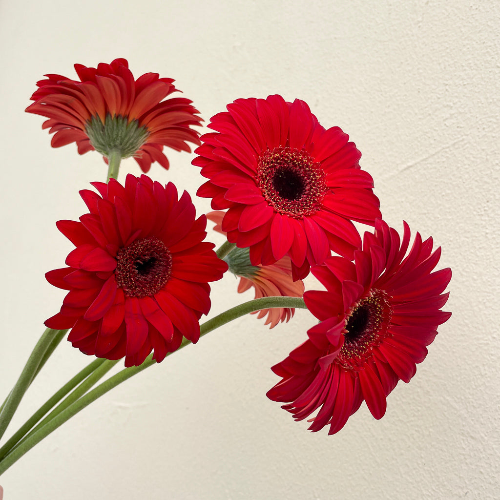Bunch of 5 Red Gerbera