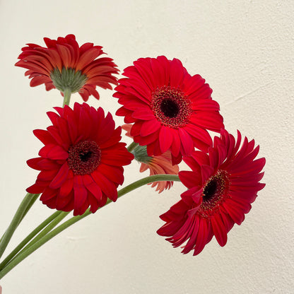 Bunch of 5 Red Gerbera