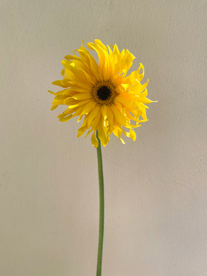 Bunch of 5 Yellow Gerbera Pasta