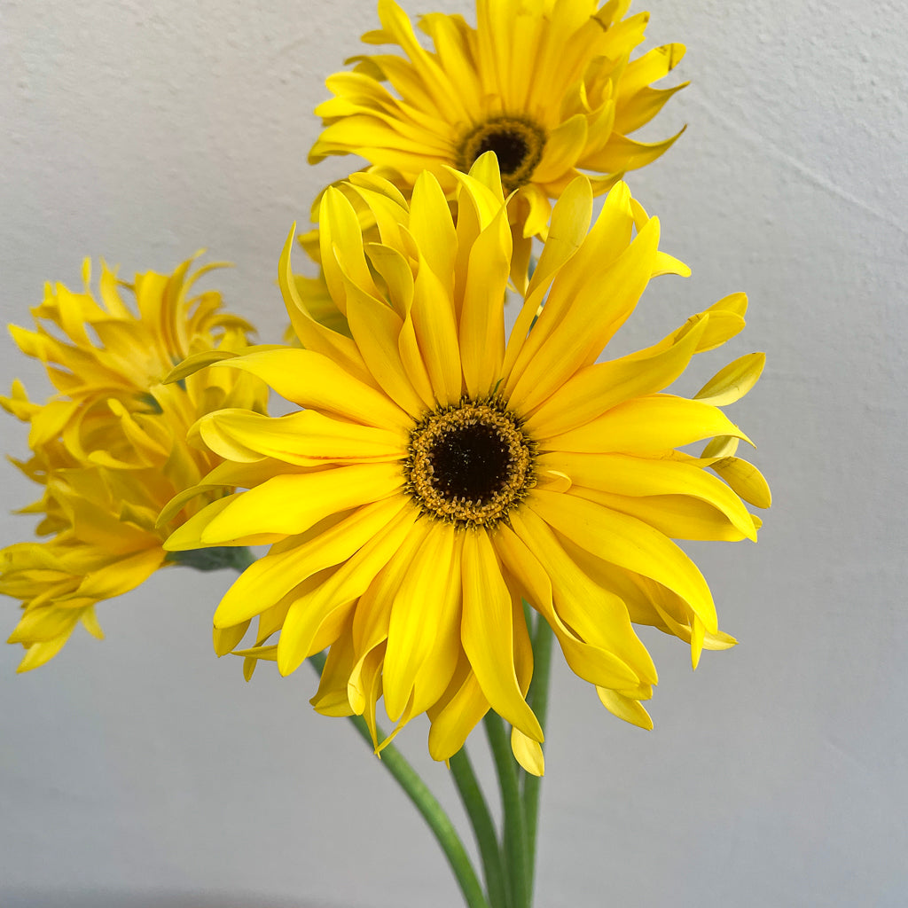 Bunch of 5 Yellow Gerbera Pasta