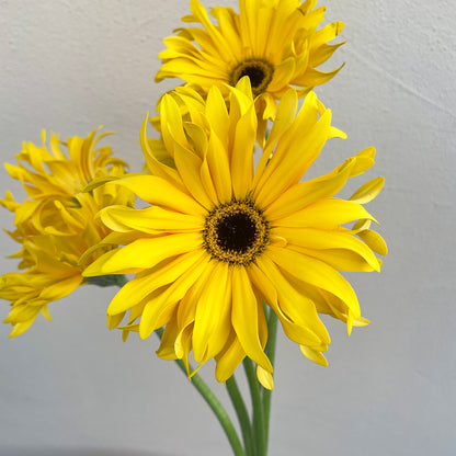 Bunch of 5 Yellow Gerbera Pasta