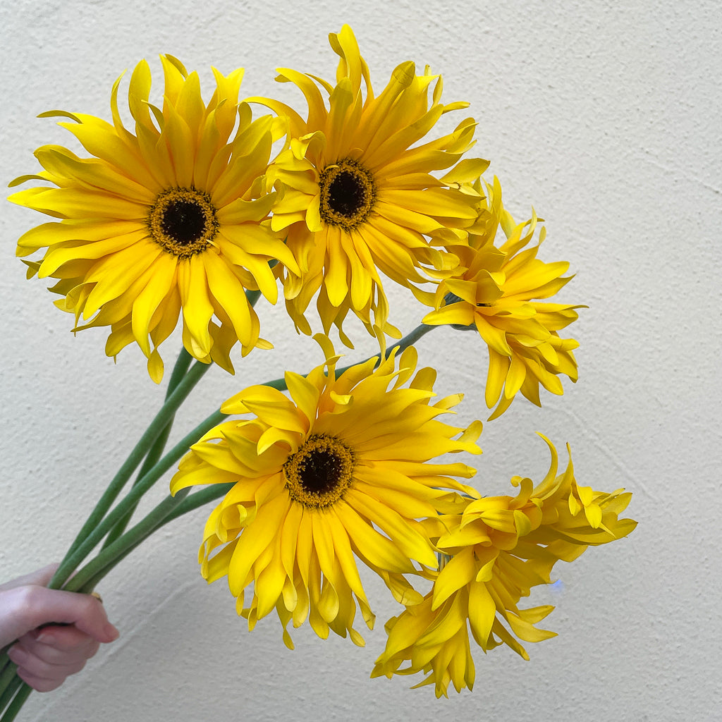 Bunch of 5 Yellow Gerbera Pasta
