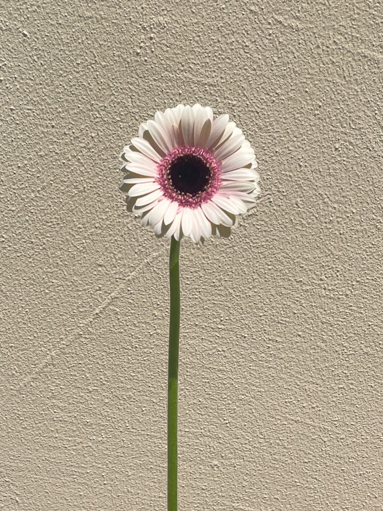 Bunch of 10 Germini Light Pink