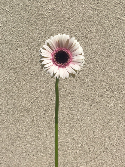 Bunch of 10 Germini Light Pink