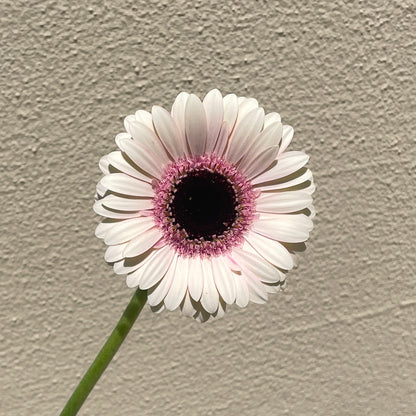 Bunch of 10 Germini Light Pink