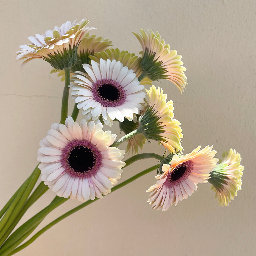 Bunch of 10 Germini Light Pink