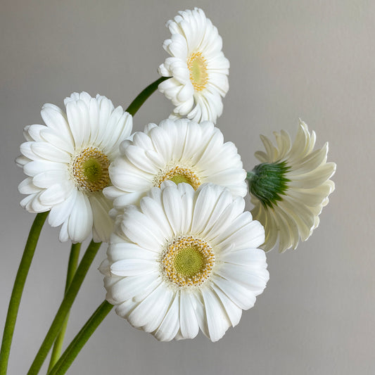 Bunch of 10 Germini White