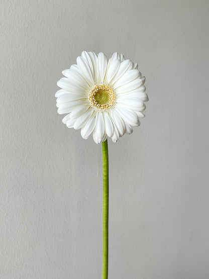 Bunch of 10 Germini White