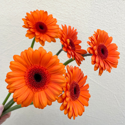 Bunch of 10 Germini Orange