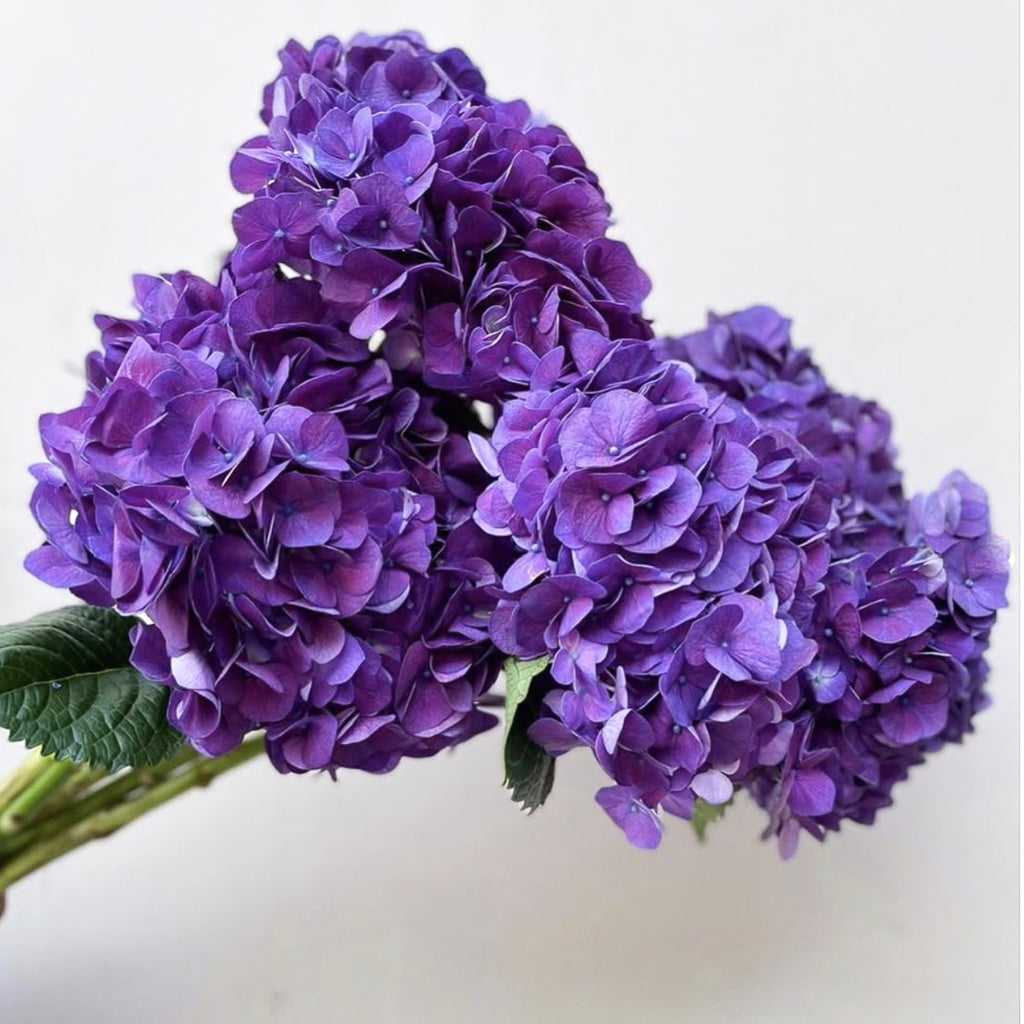 Bunch of 3 Purple Hydrangea