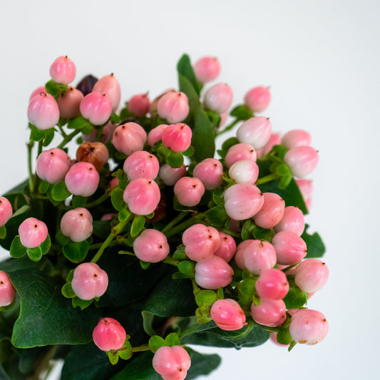 Bunch of 10 Pink Hypericum