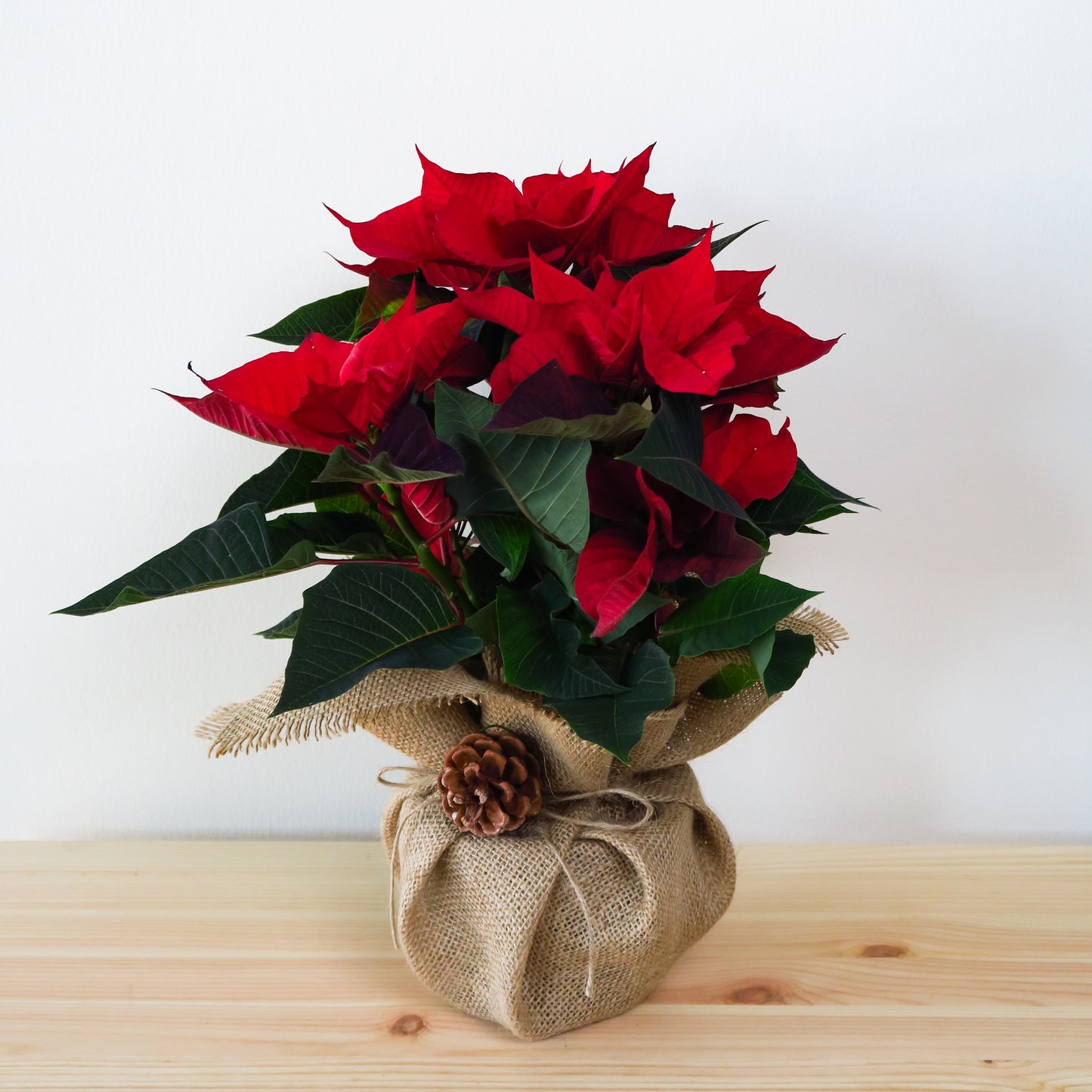 Red Poinsettia Plant