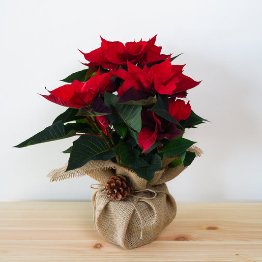 Red Poinsettia Plant