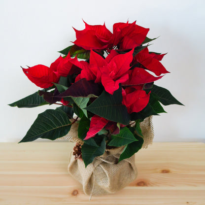 Red Poinsettia Plant