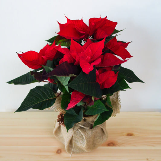 Red Poinsettia Plant