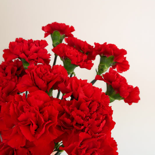Bunch of 10 Red Carnations