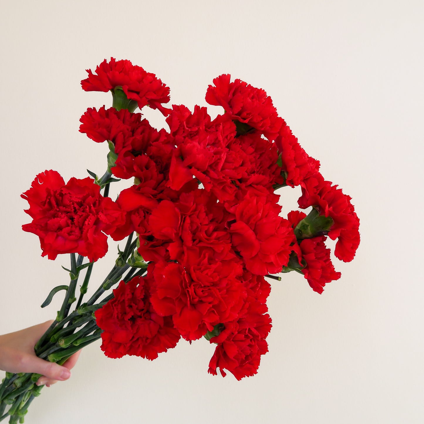 Bunch of 10 Red Carnations